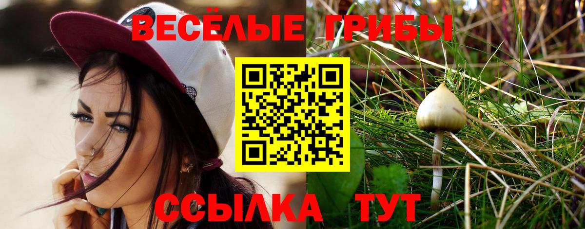 Галлюциногенные грибы Psilocybe Миллерово